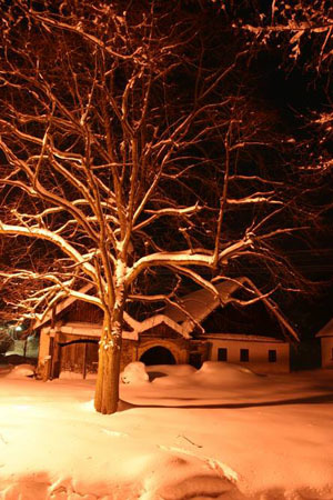 Zimní strom u stavení